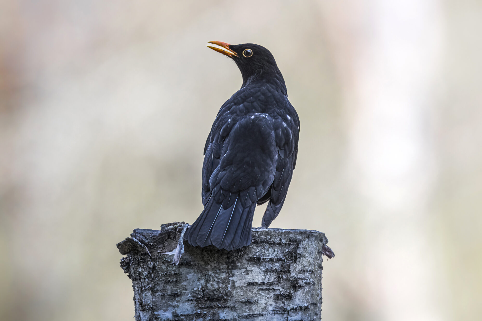 Valokuvaaja: risto Lavi