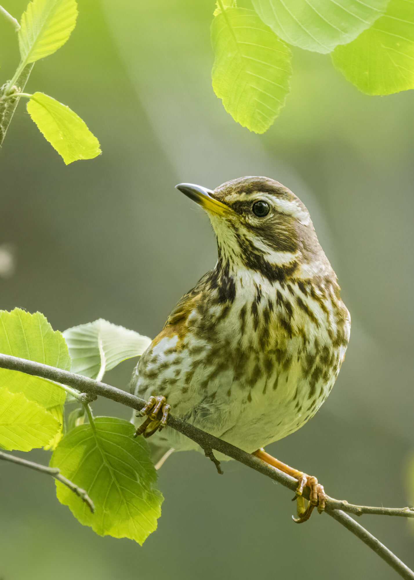 Valokuvaaja: Risto Lavi