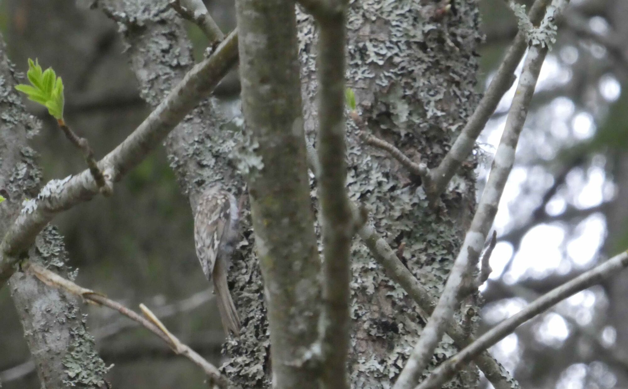 Valokuvaaja: Anja Mustamaa Valokuvaaja: Anja Mustamaa