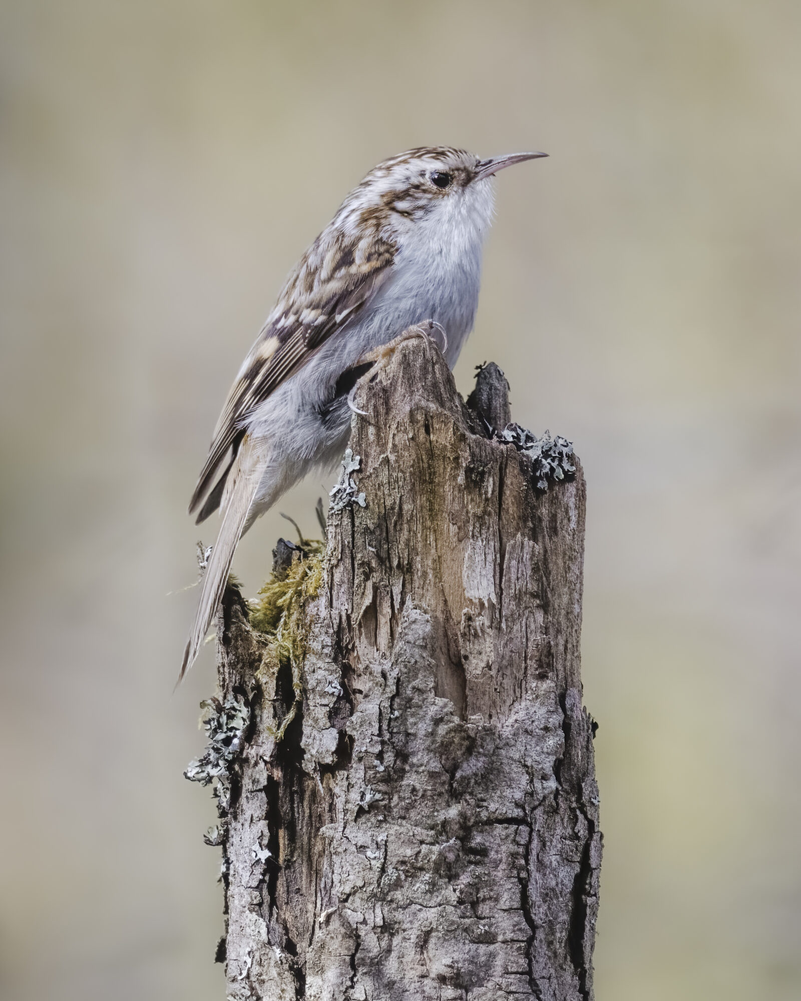 Valokuvaaja: Risto Lavi