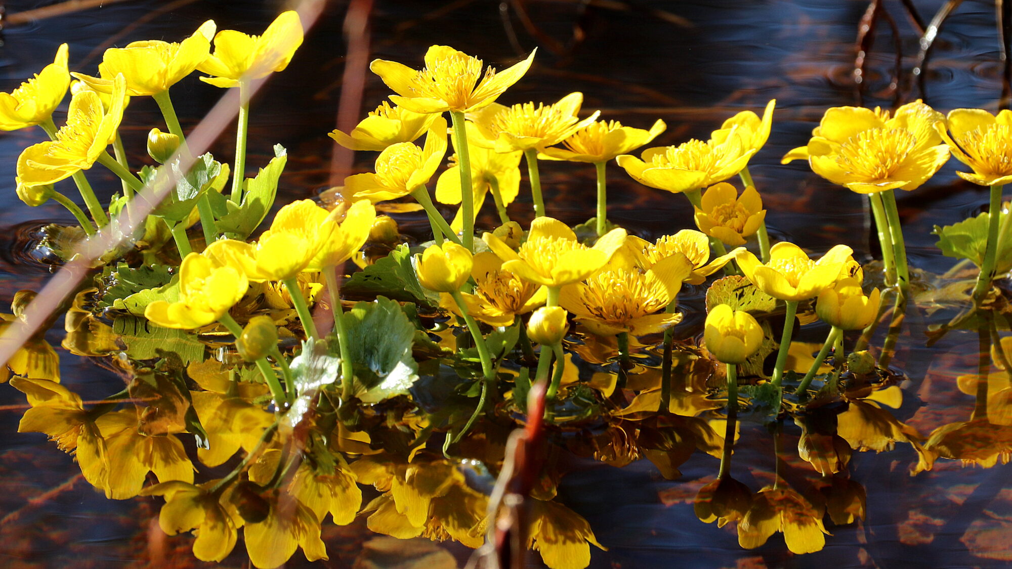 Valokuvaaja: sirpa Jyske