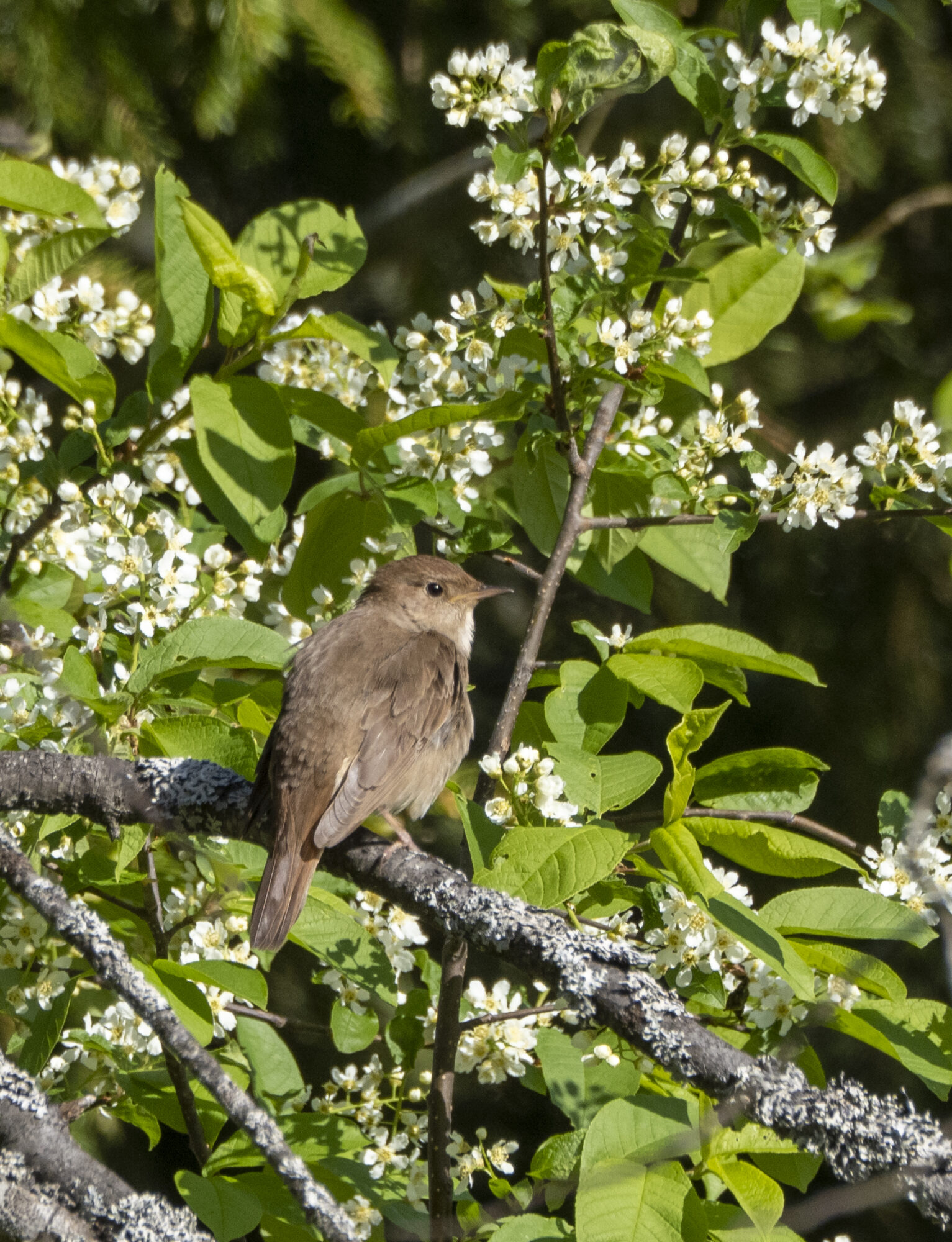 Valokuvaaja: Hannu Tikkanen