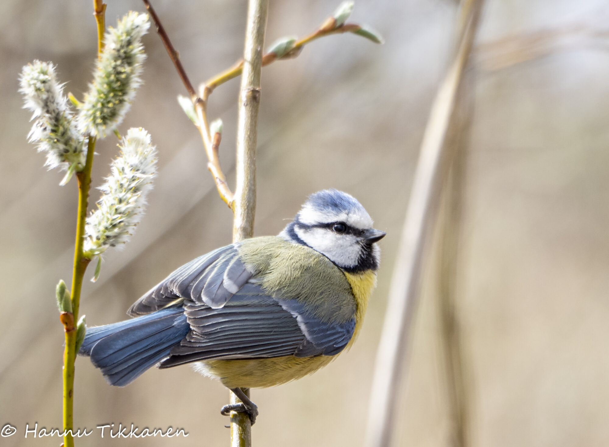 Valokuvaaja: Hannu Tikkanen