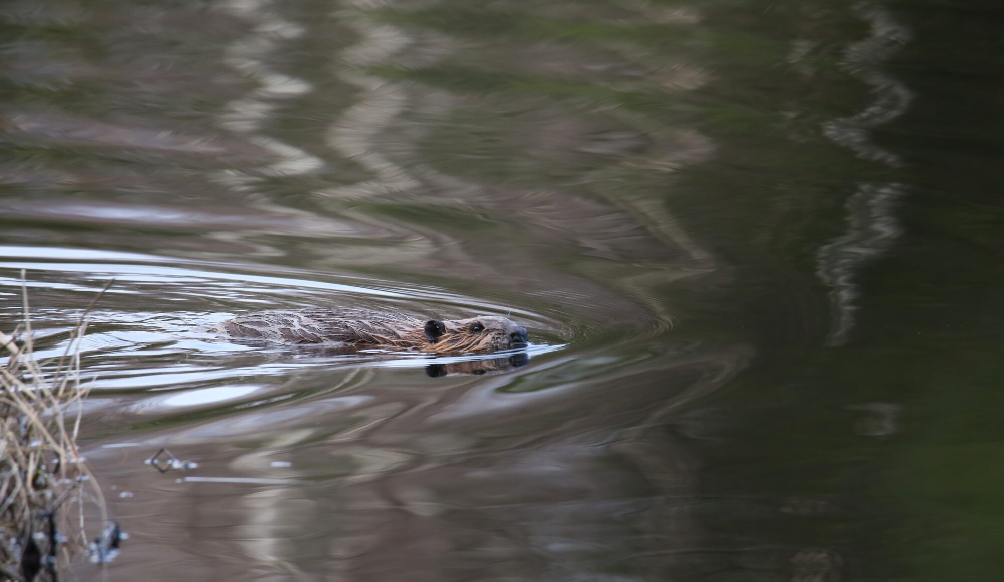 Valokuvaaja: Jaana Saarelainen