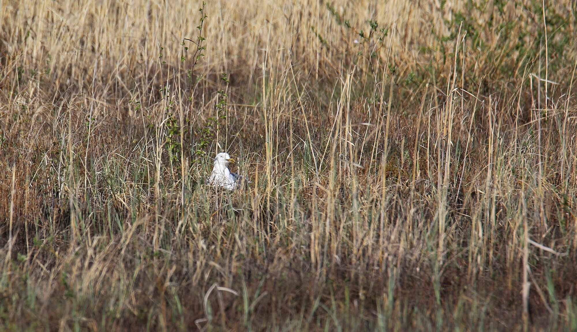 Valokuvaaja: Jaana Saarelainen