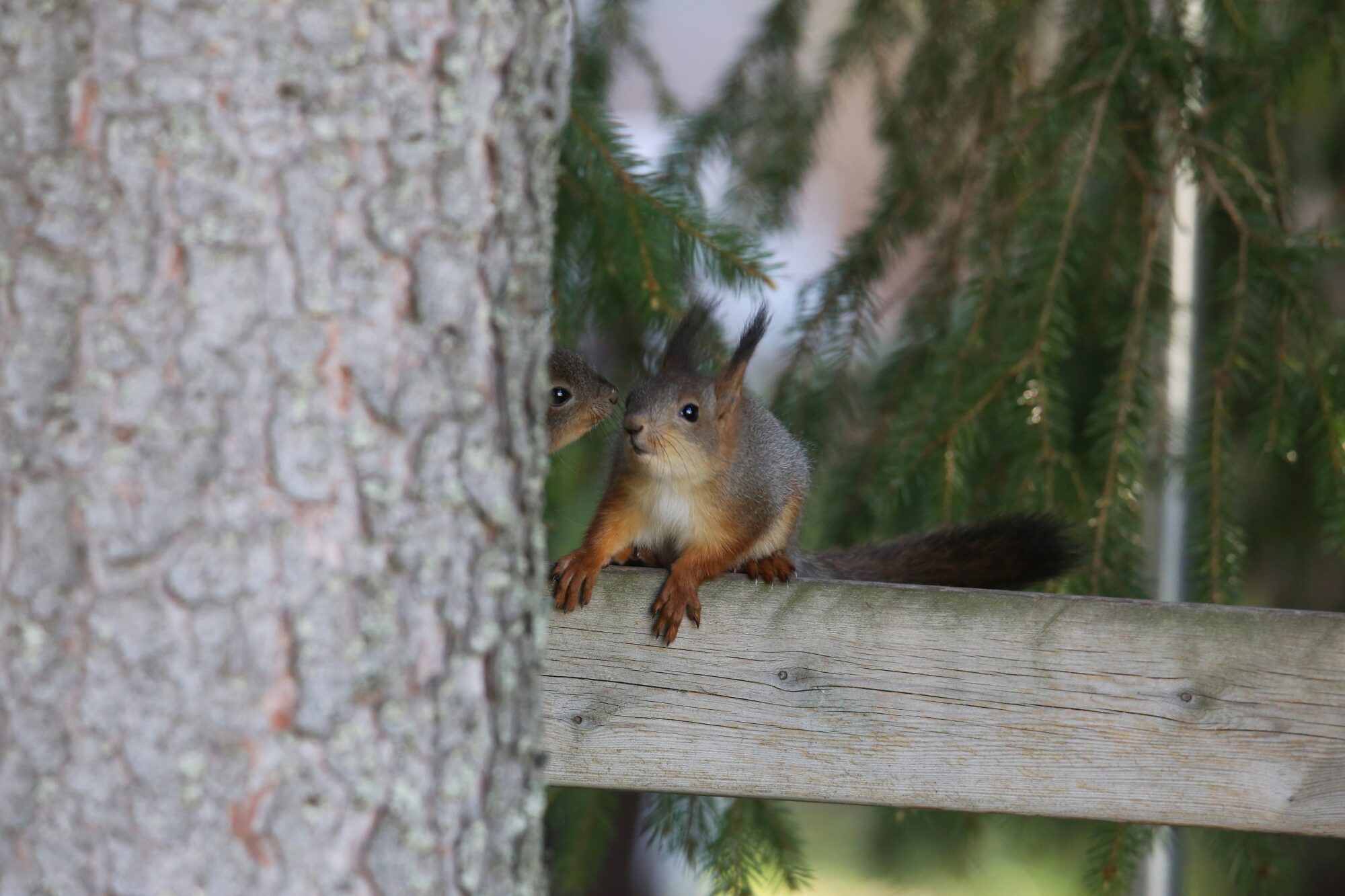 Valokuvaaja: Jaana Saarelainen