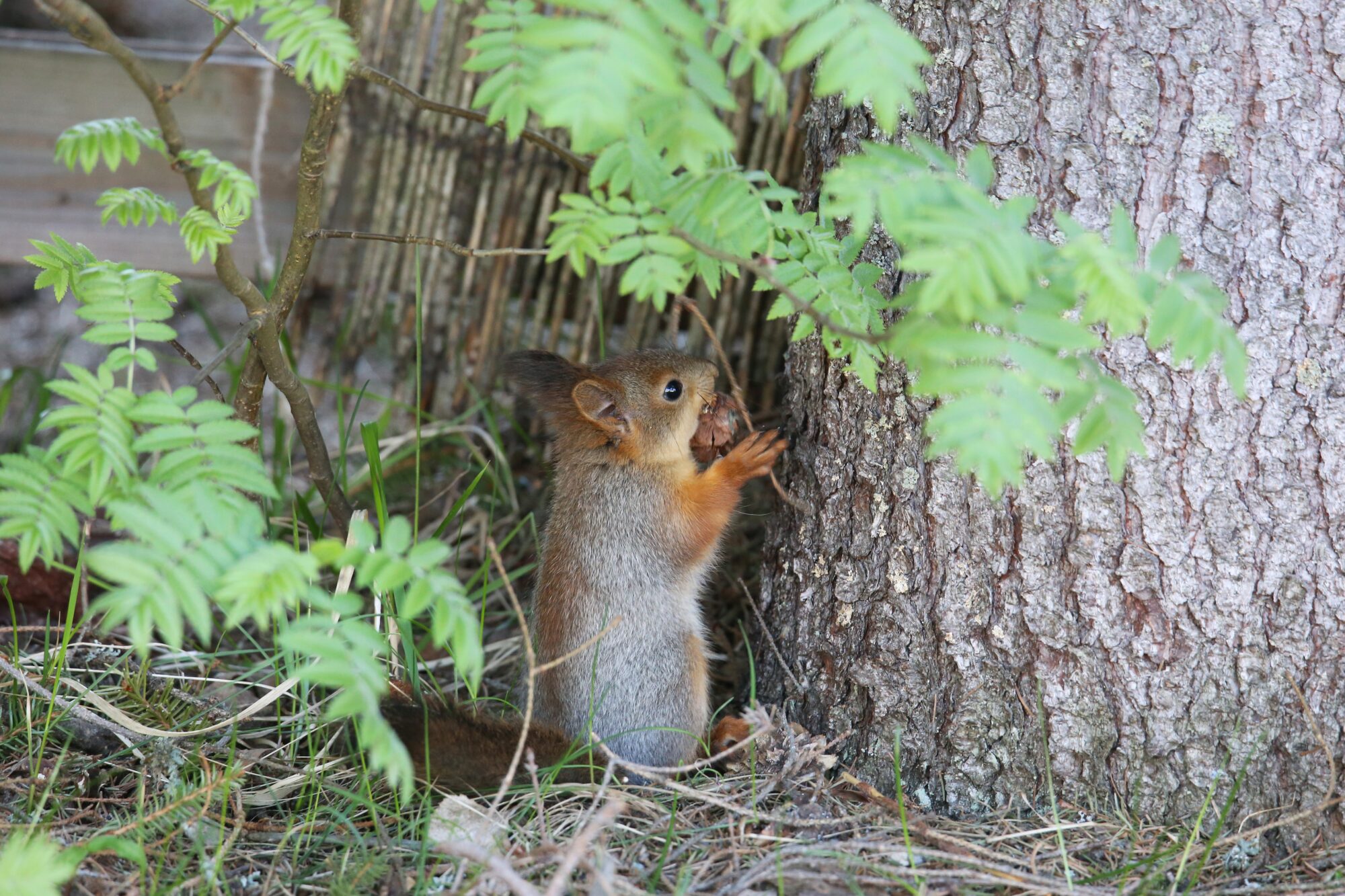 Valokuvaaja: Jaana Saarelainen