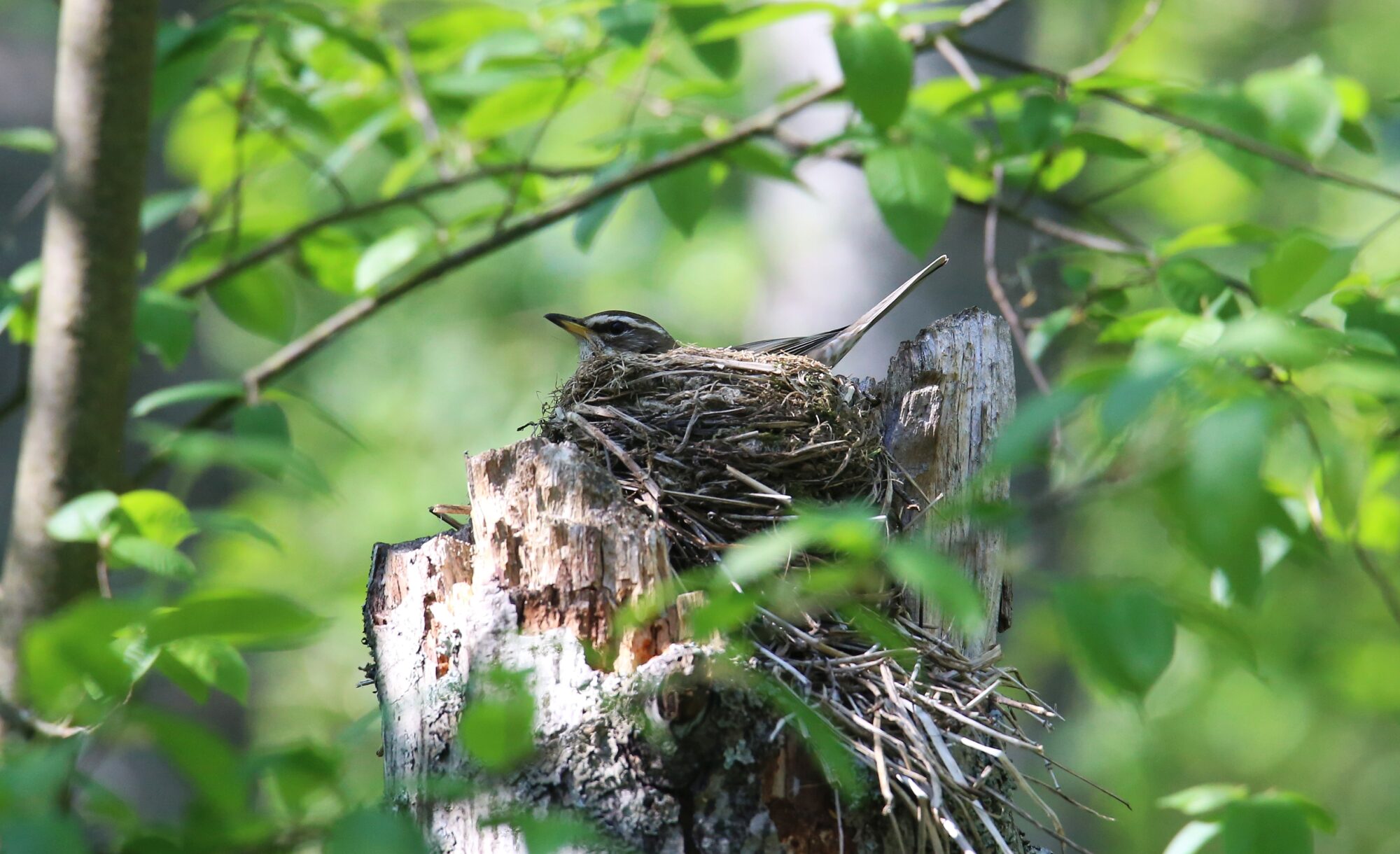 Valokuvaaja: Jaana Saarelainen