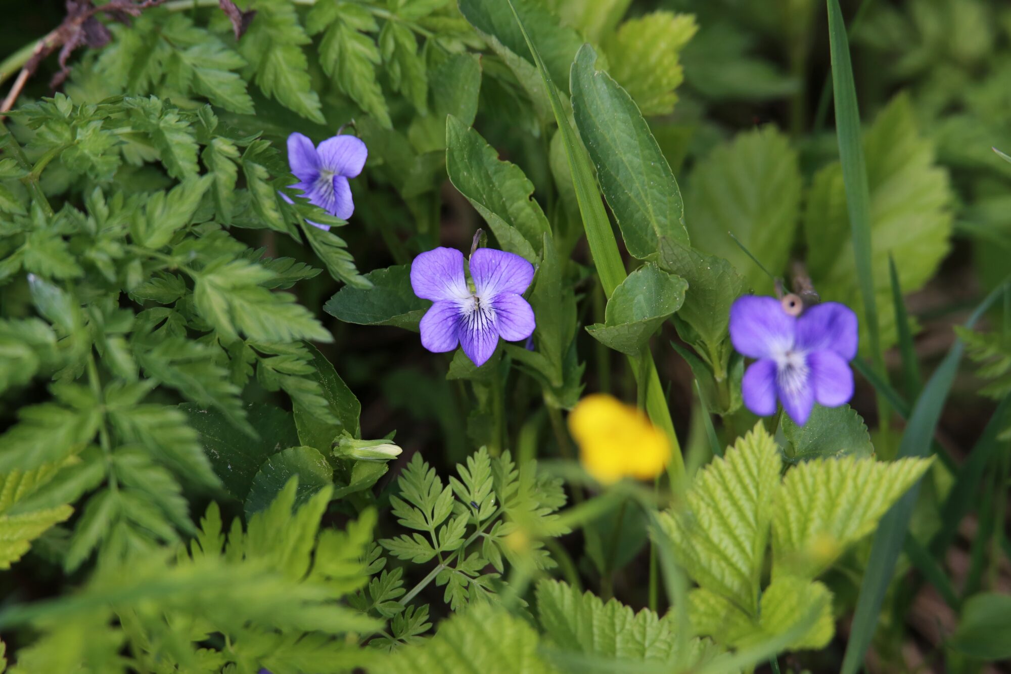 Valokuvaaja: Jaana Saarelainen