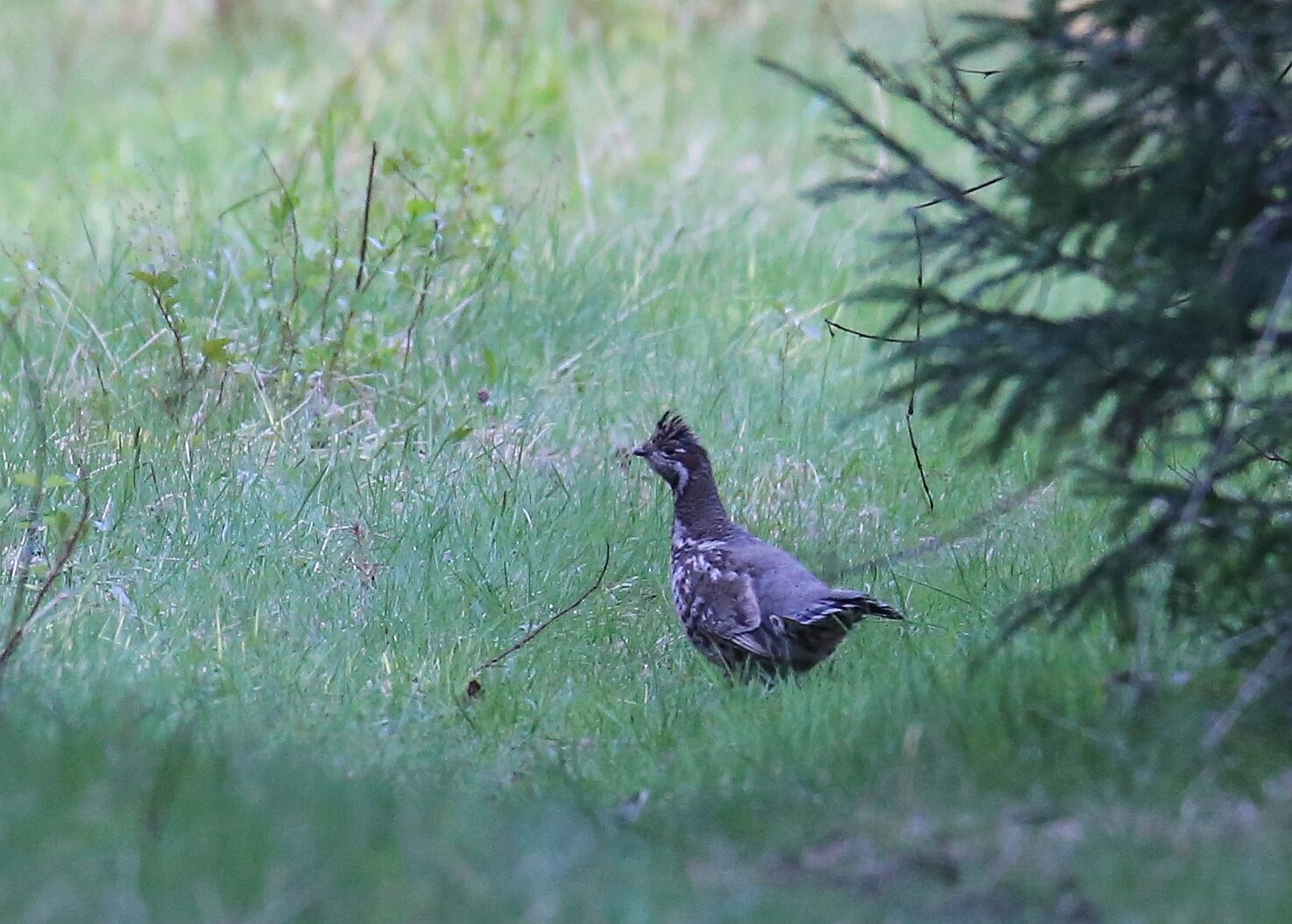 Valokuvaaja: Jaana Saarelainen