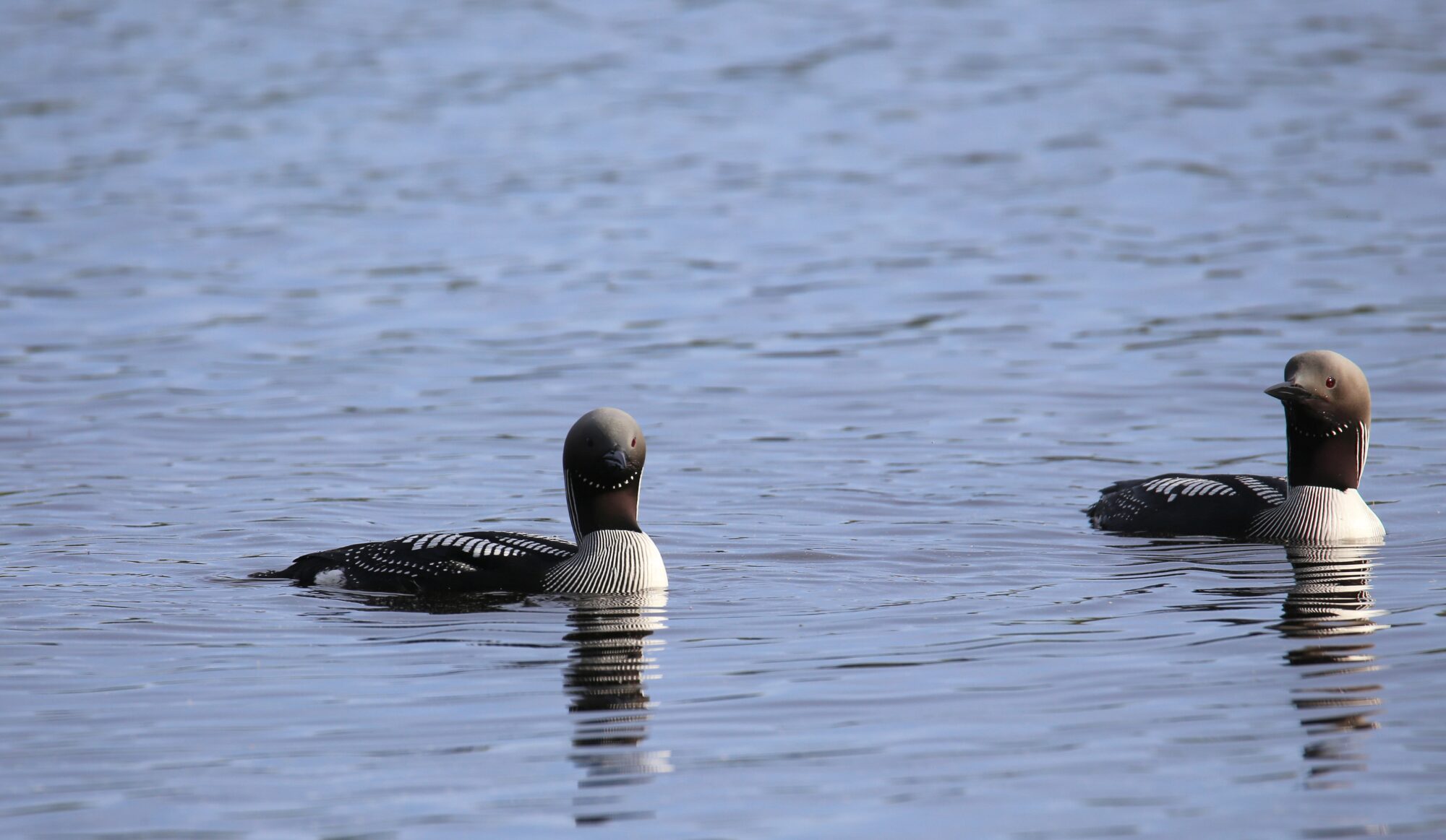 Valokuvaaja: Jaana Saarelainen