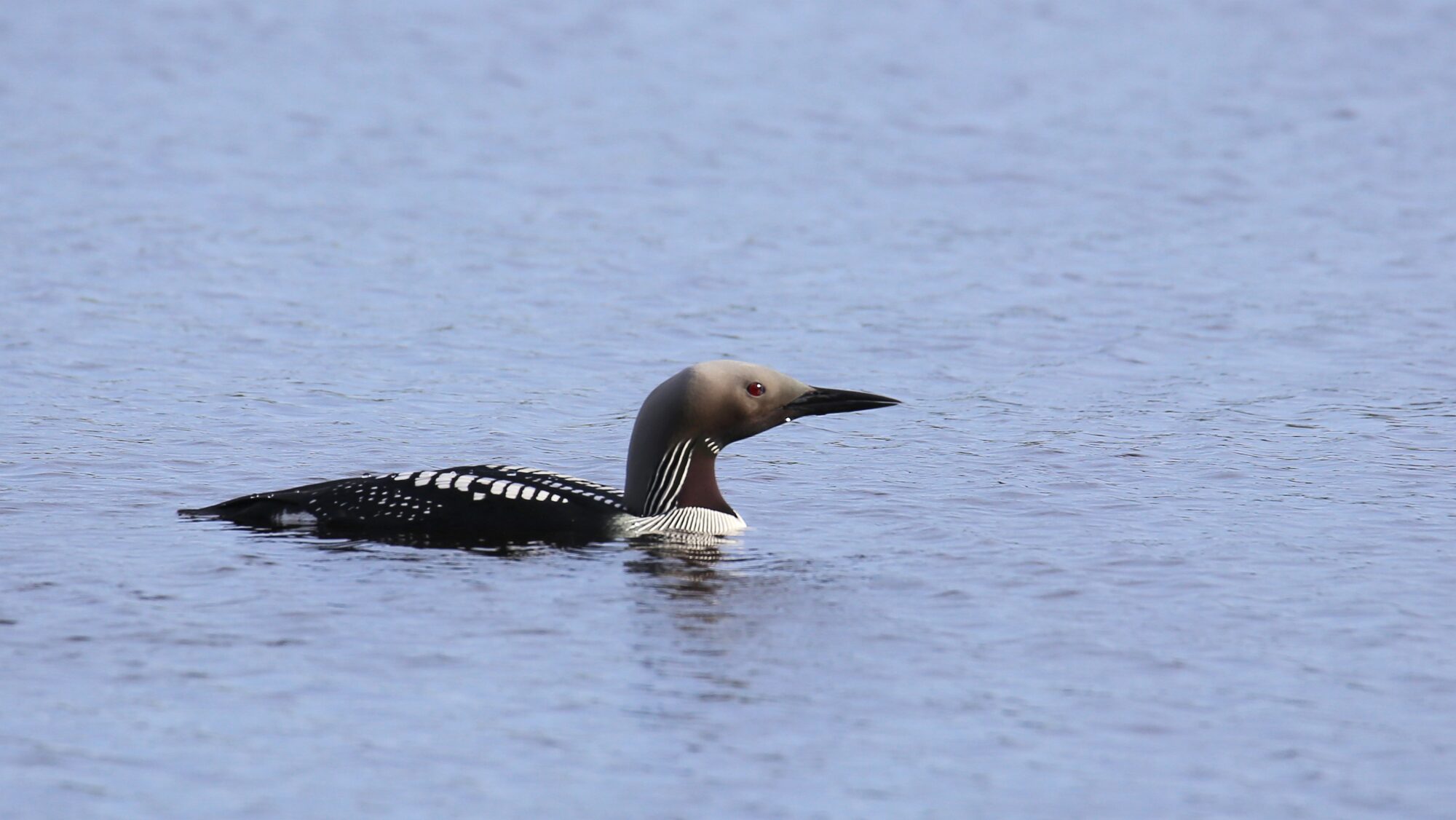 Valokuvaaja: Jaana Saarelainen