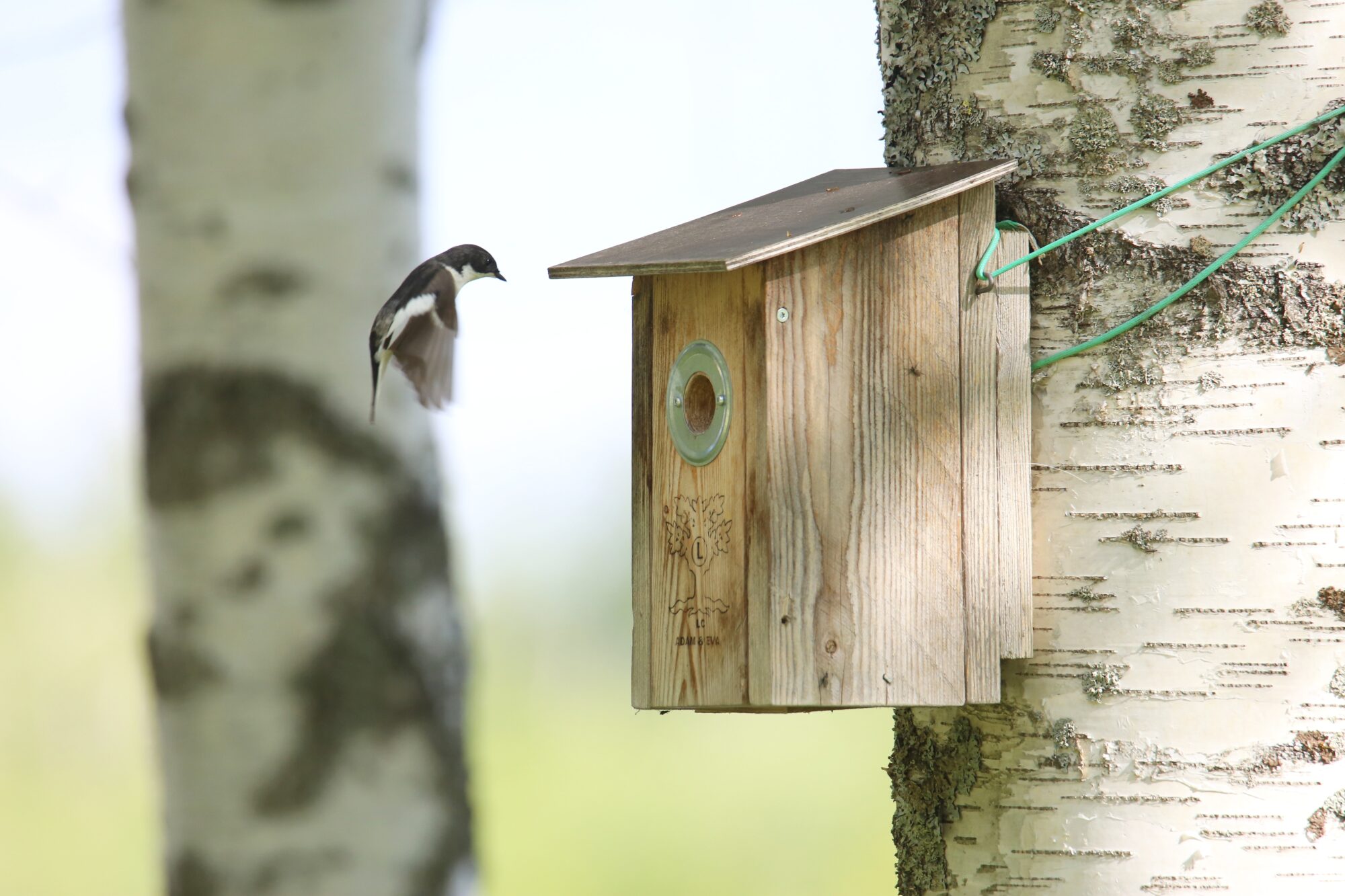 Valokuvaaja: Jaana Saarelainen
