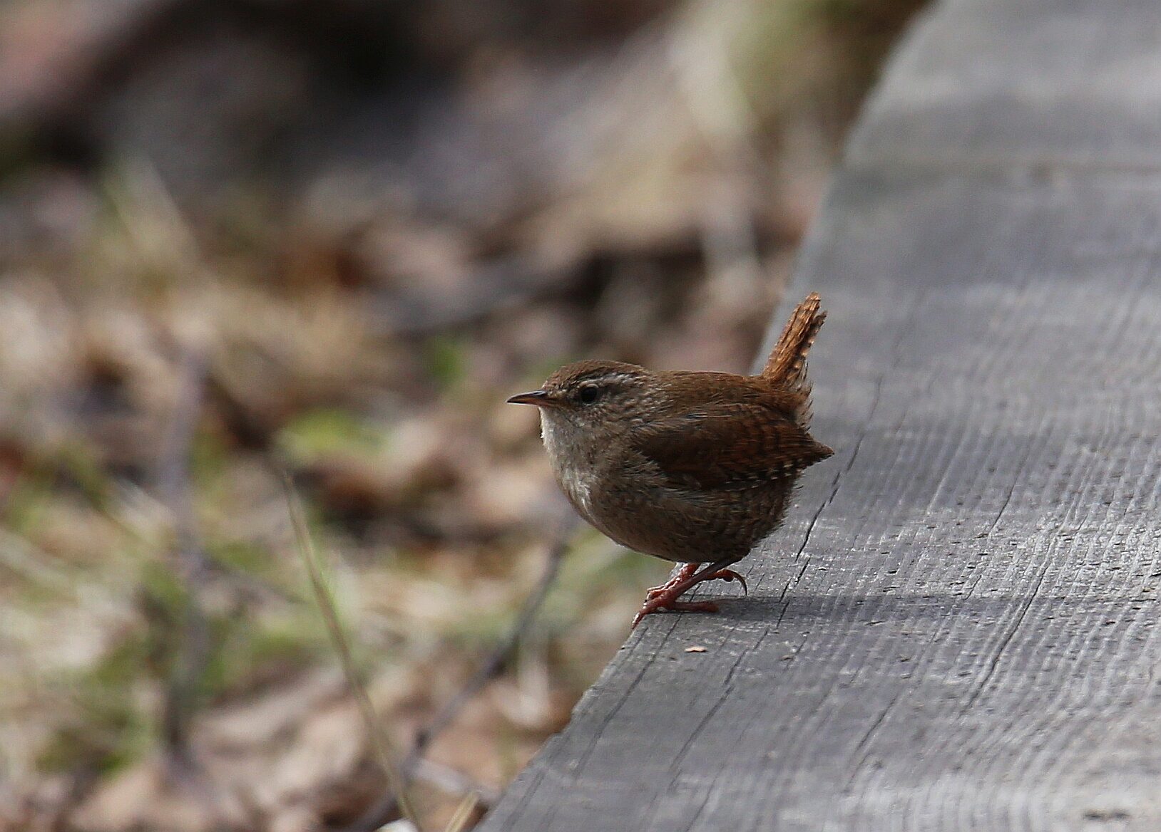Valokuvaaja: Jaana Saarelainen