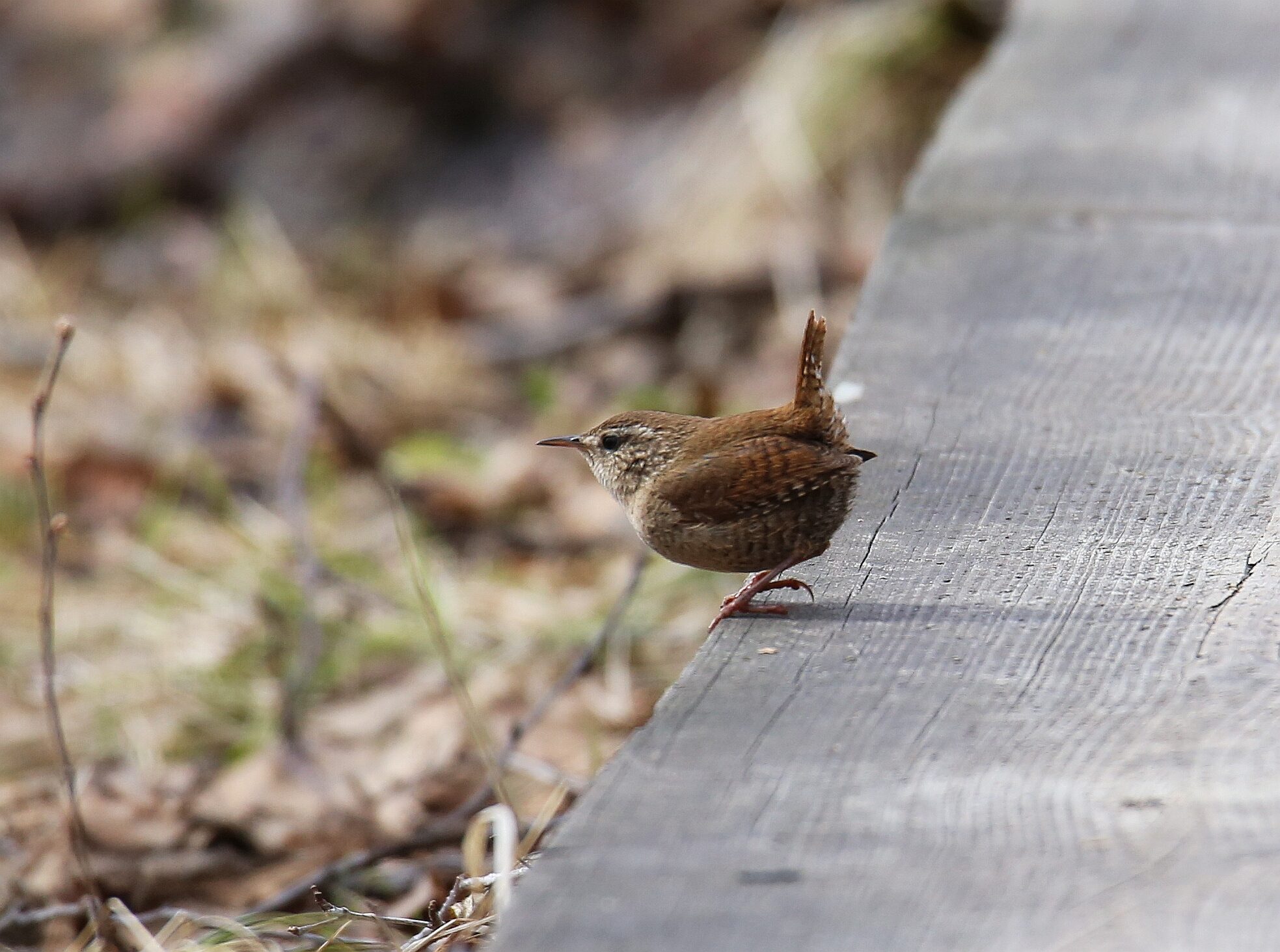 Valokuvaaja: Jaana Saarelainen