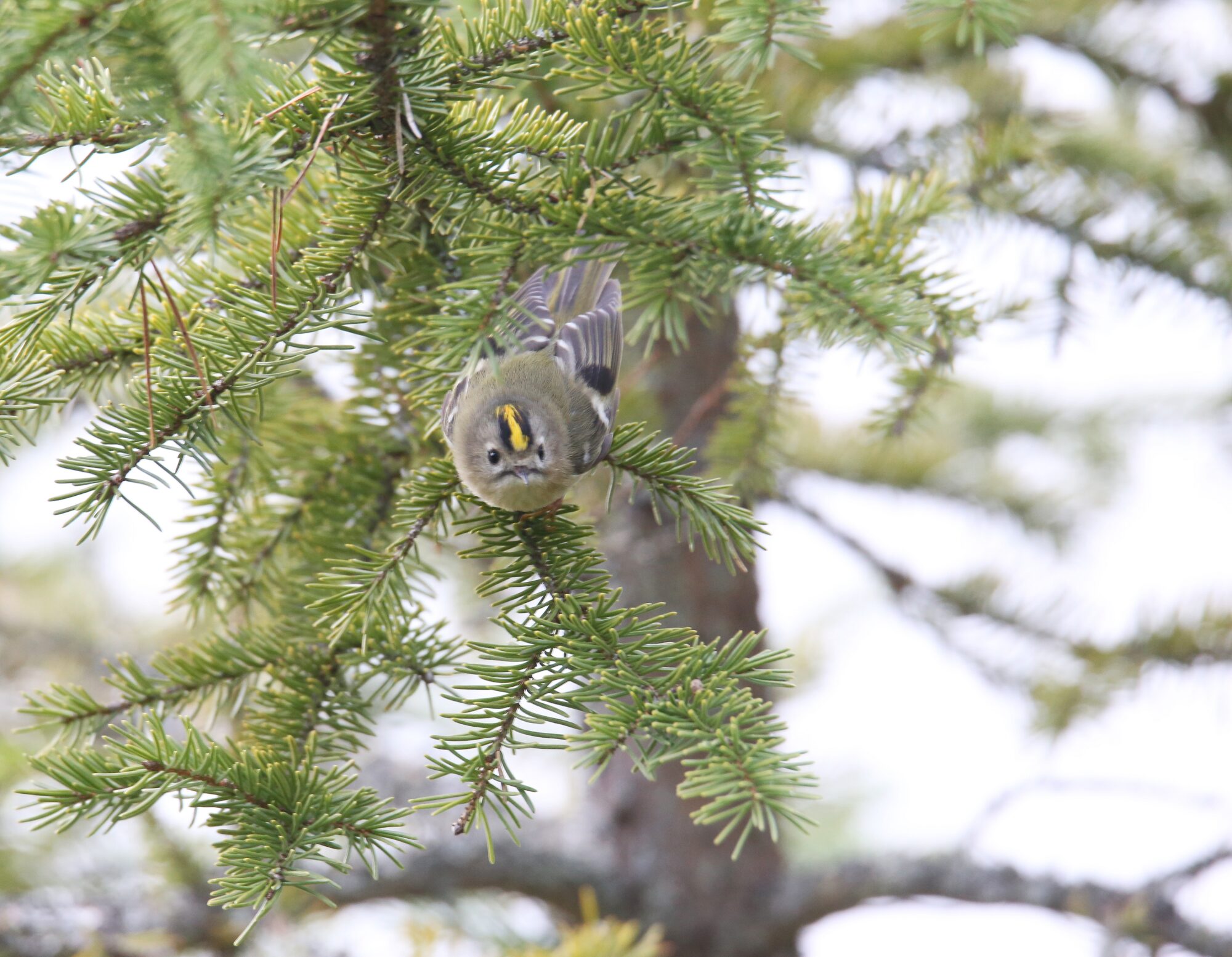 Valokuvaaja: Jaana Saarelainen