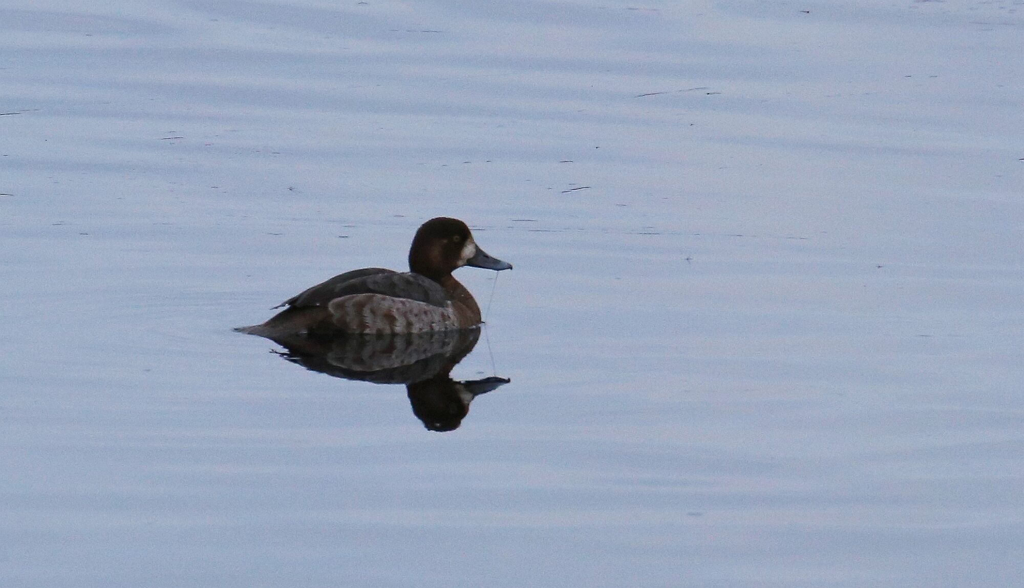 Valokuvaaja: Jaana Saarelainen