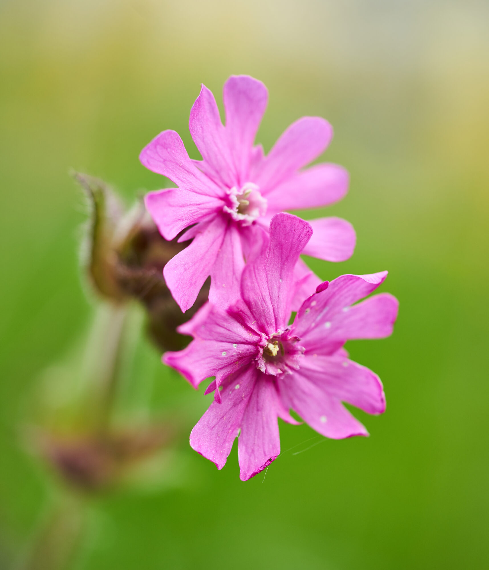 Valokuvaaja: Tarja Kouvo