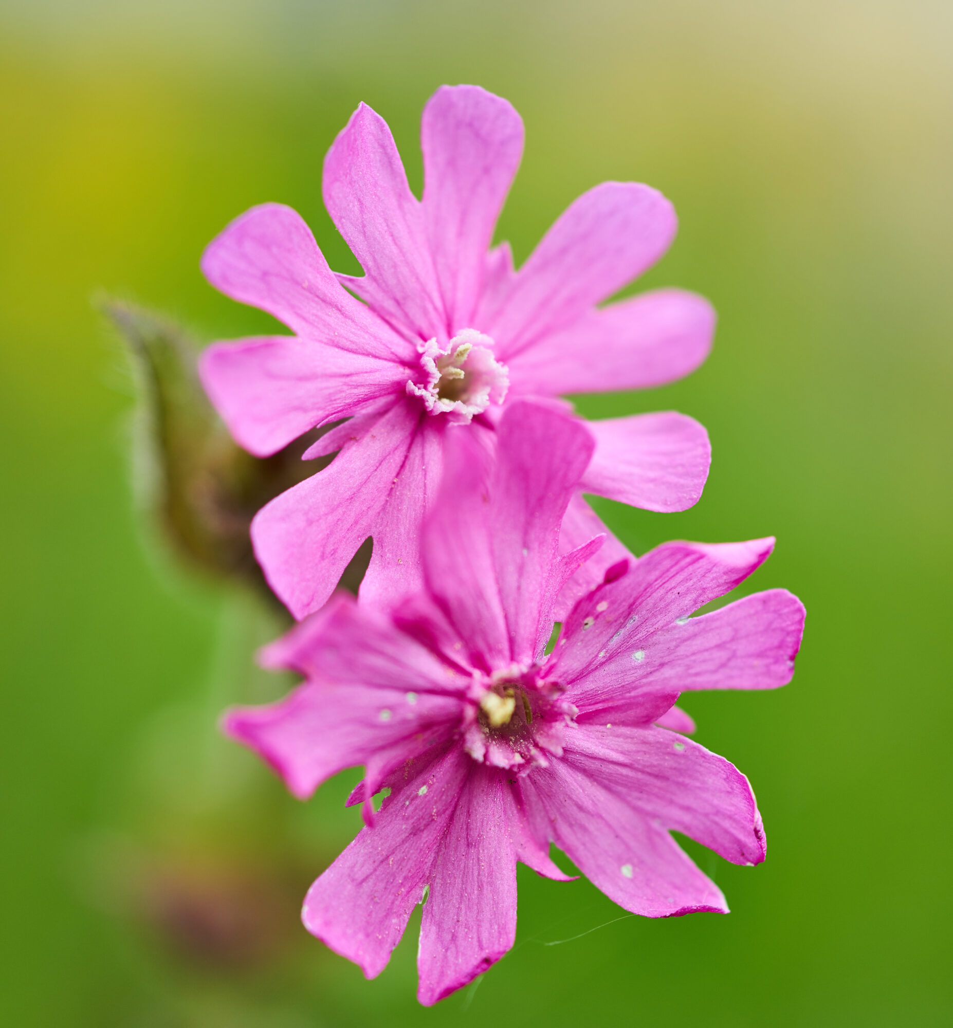 Valokuvaaja: Tarja Kouvo