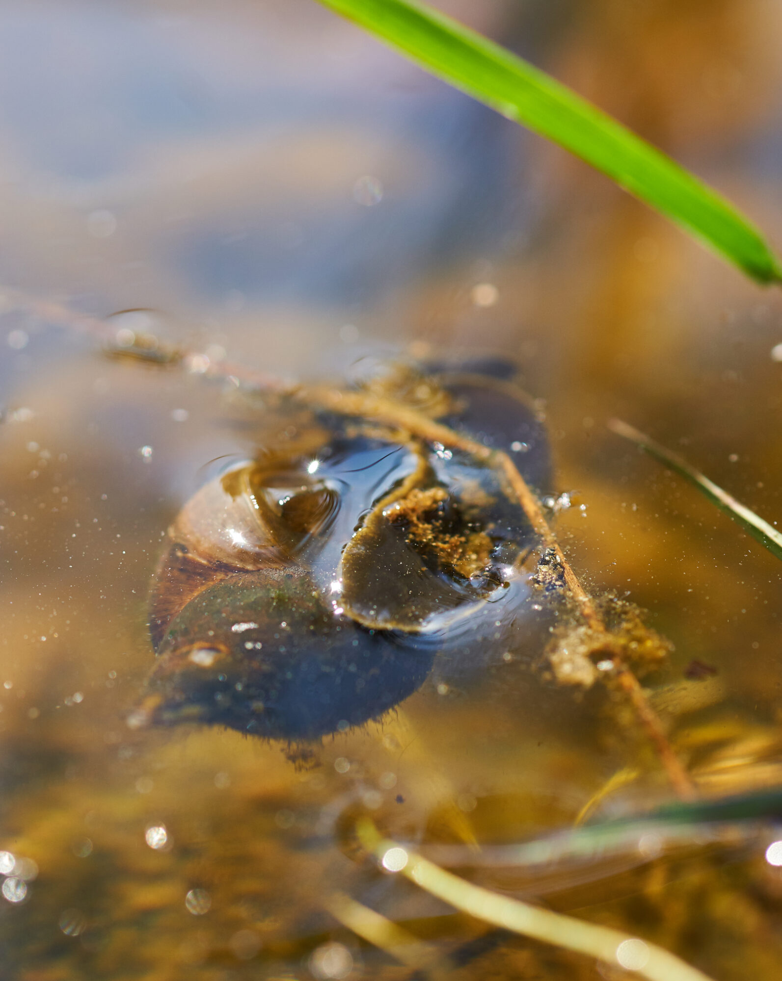 Valokuvaaja: Tarja Kouvo