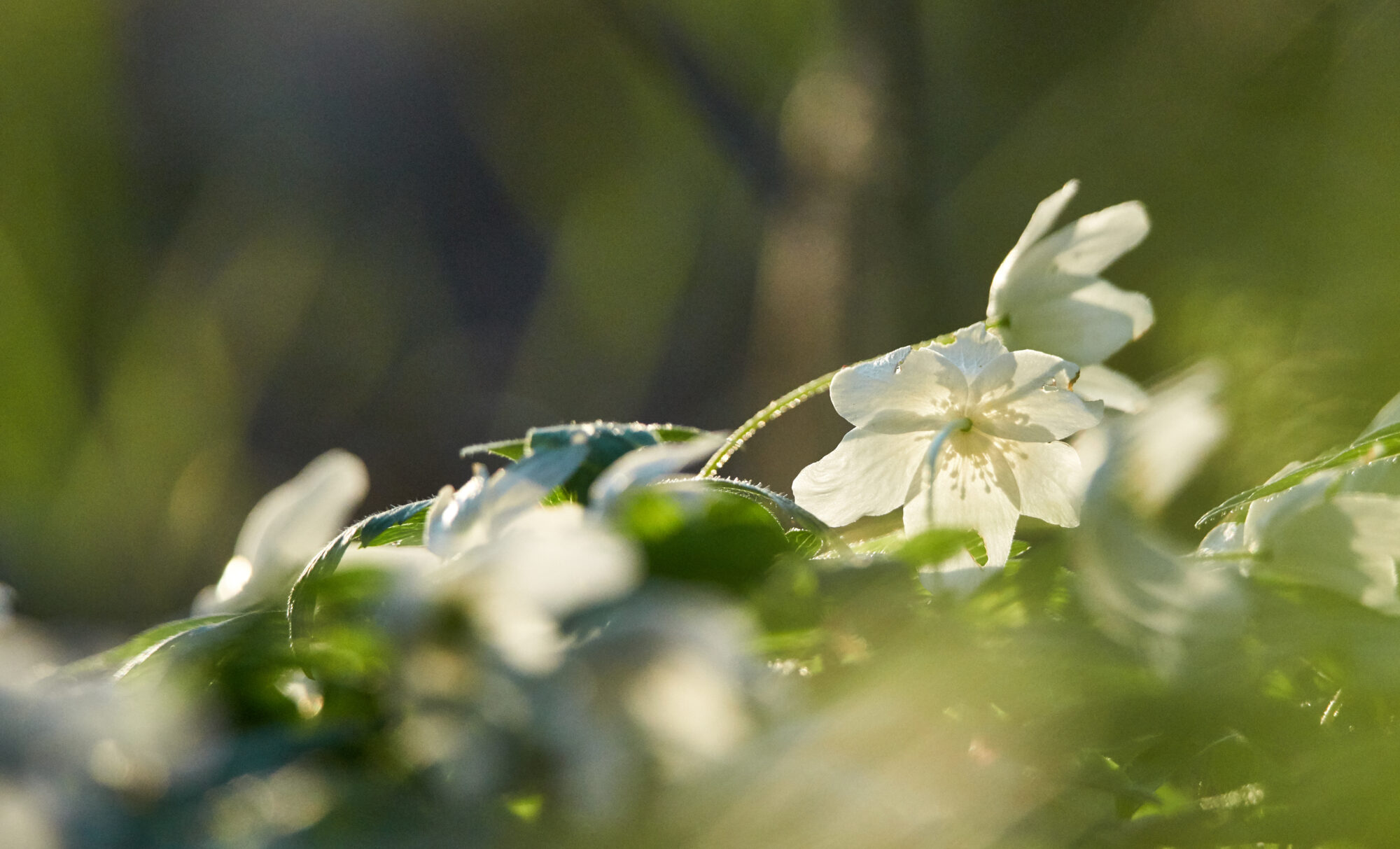 Valokuvaaja: Tarja Kouvo Valokuvaaja: Tarja Kouvo