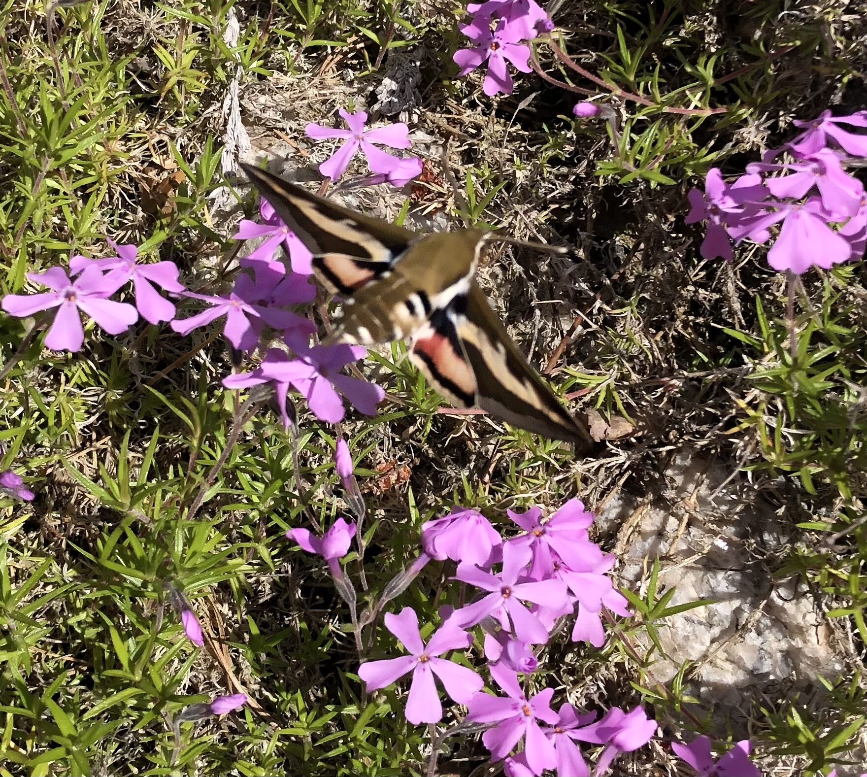 Valokuvaaja: Jenni Saaarela