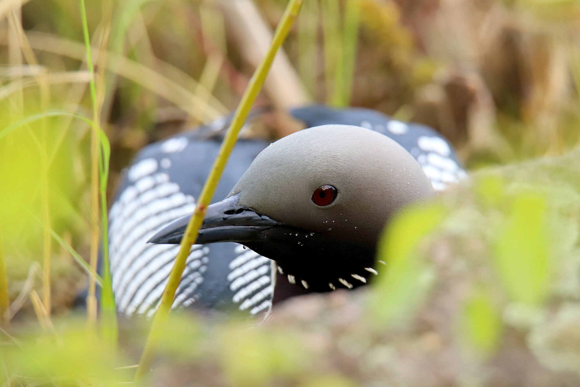 Valokuvaaja: sirpa Jyske