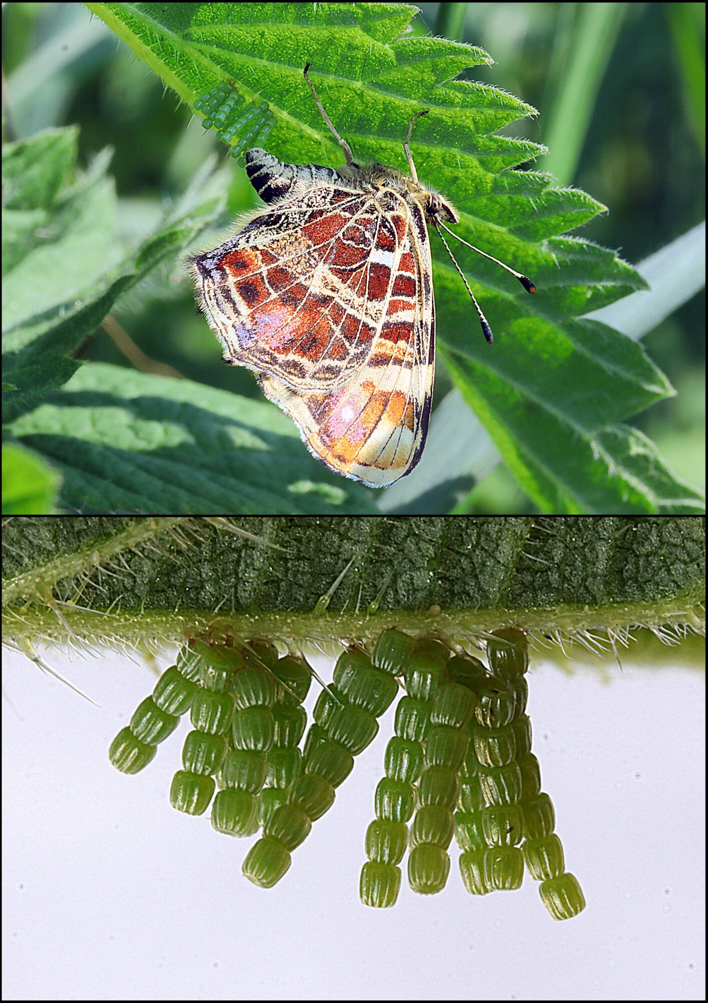 Valokuvaaja: Hannu Rasiranta