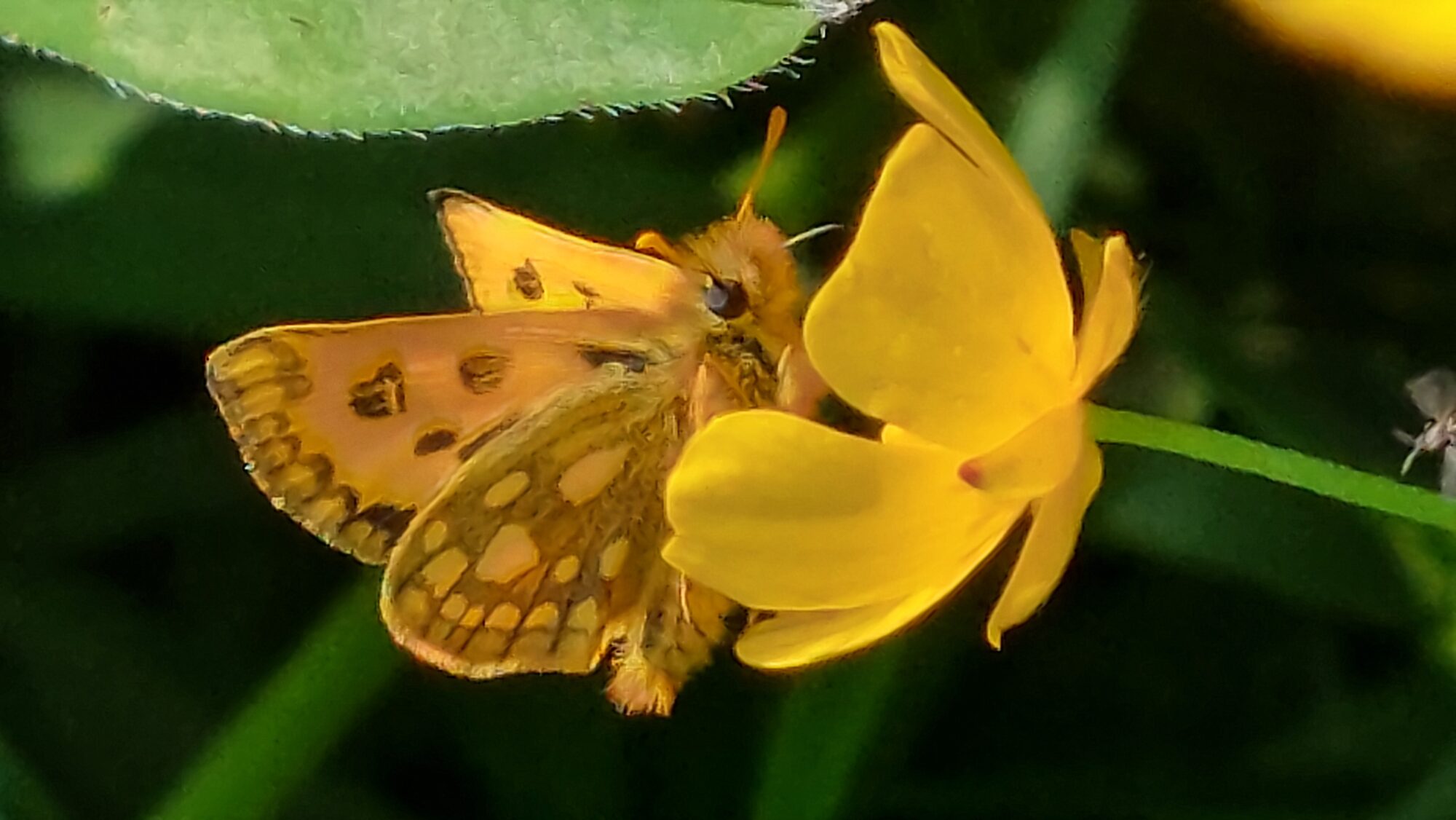 Valokuvaaja: Tarja Naukkarinen