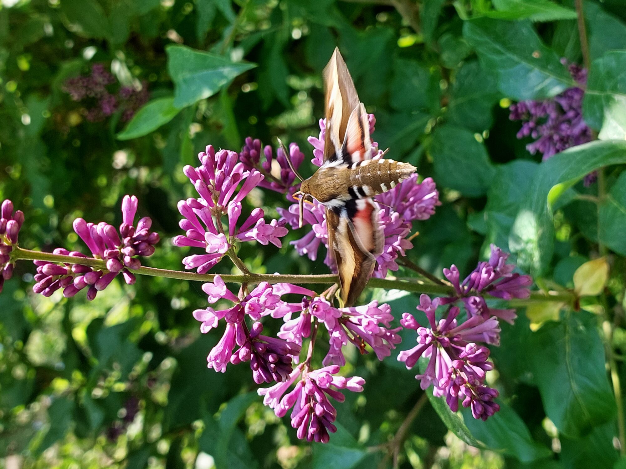 Valokuvaaja: Lindqvist Leo