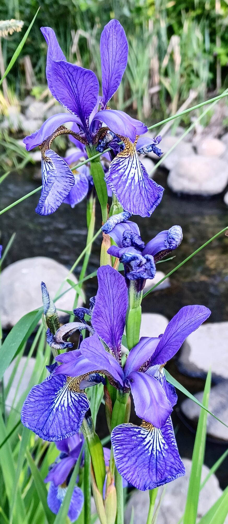 Valokuvaaja: Marketta Kokko