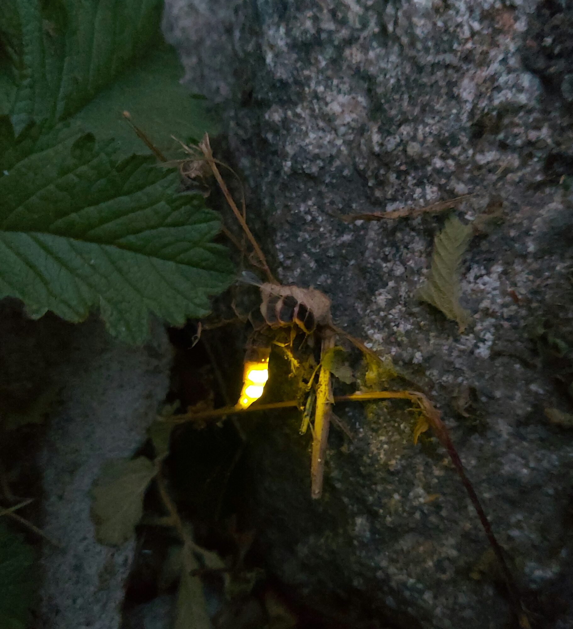 Valokuvaaja: Hanna Närhi