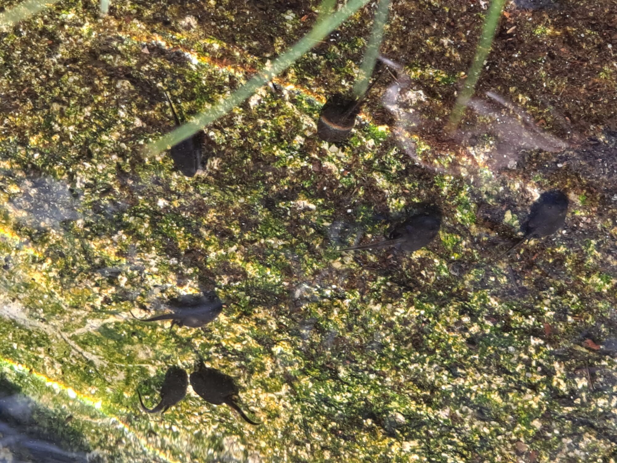 Valokuvaaja: Satu Suuntala