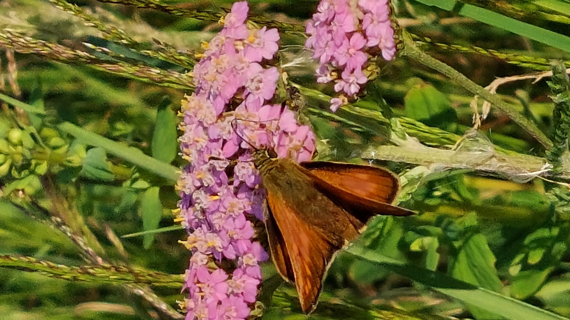 Valokuvaaja: Tarja Naukkarinen