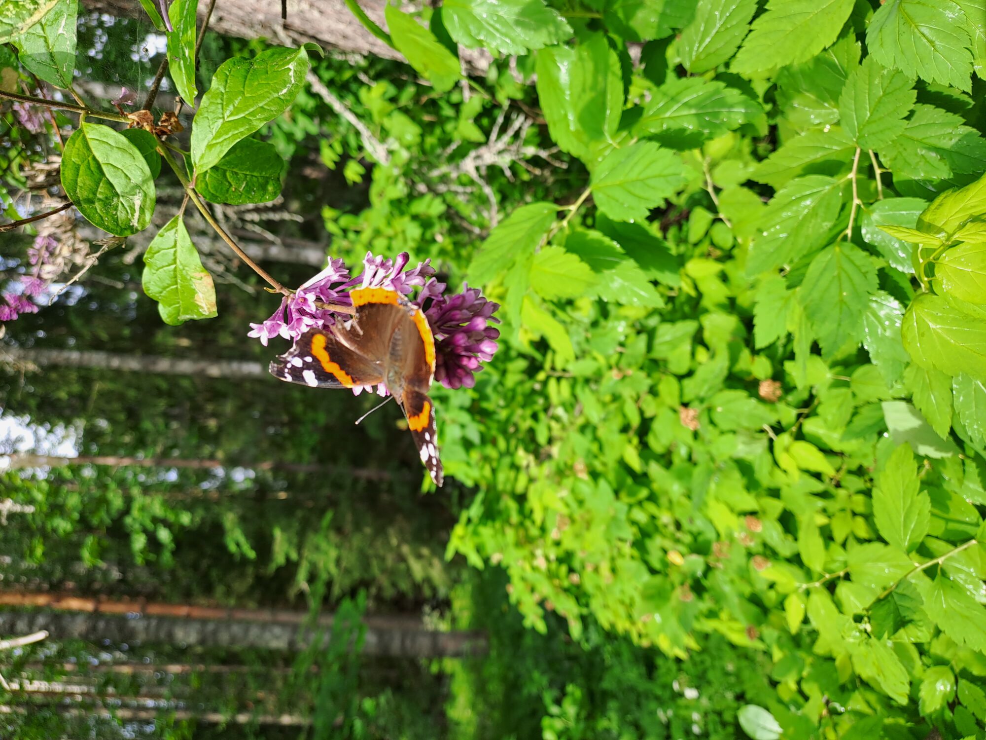 Valokuvaaja: Eija Johanna Saastamoinen