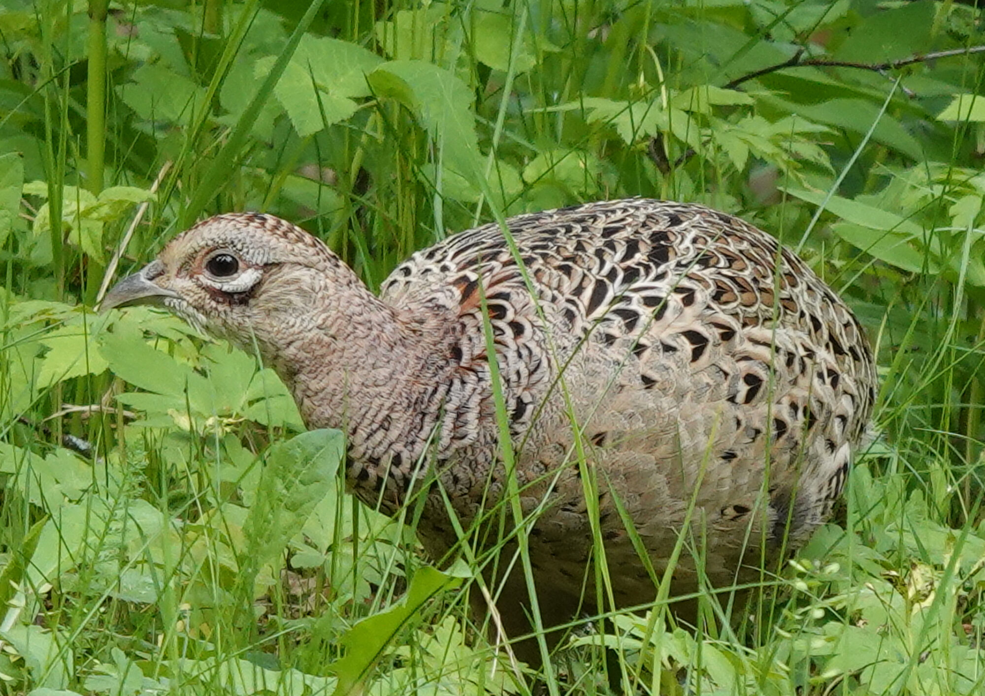 Valokuvaaja: Pekka Heino