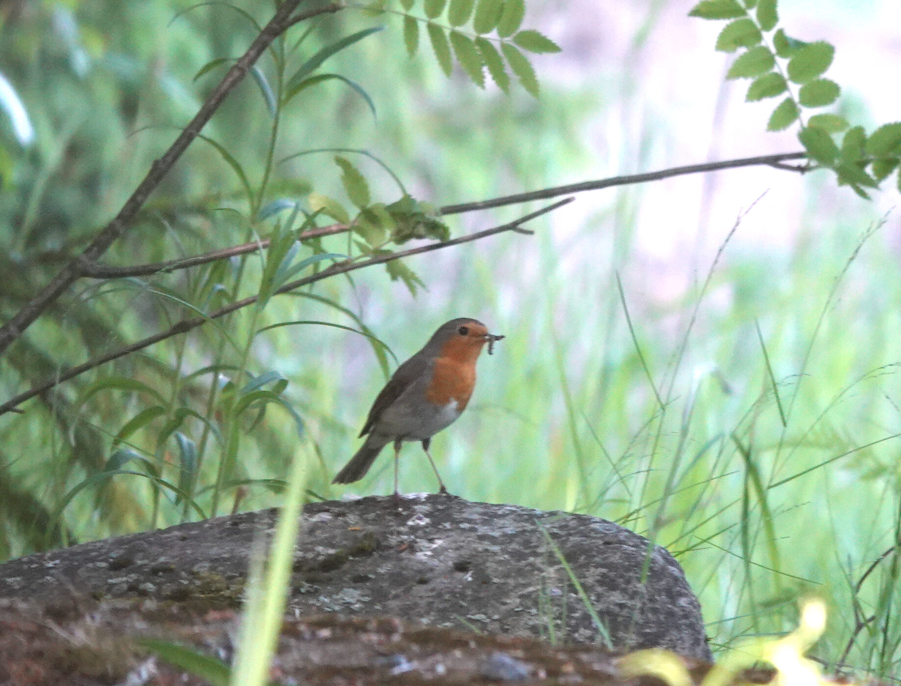 Valokuvaaja: Pekka Heino