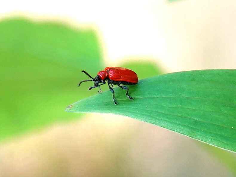 Valokuvaaja: Pekka Heino