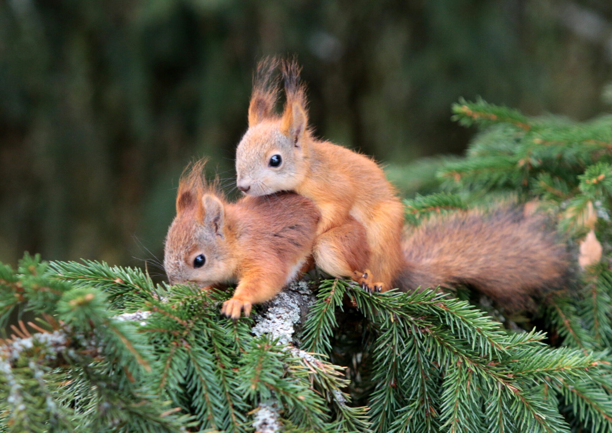 Valokuvaaja: Vaittinen Jukka