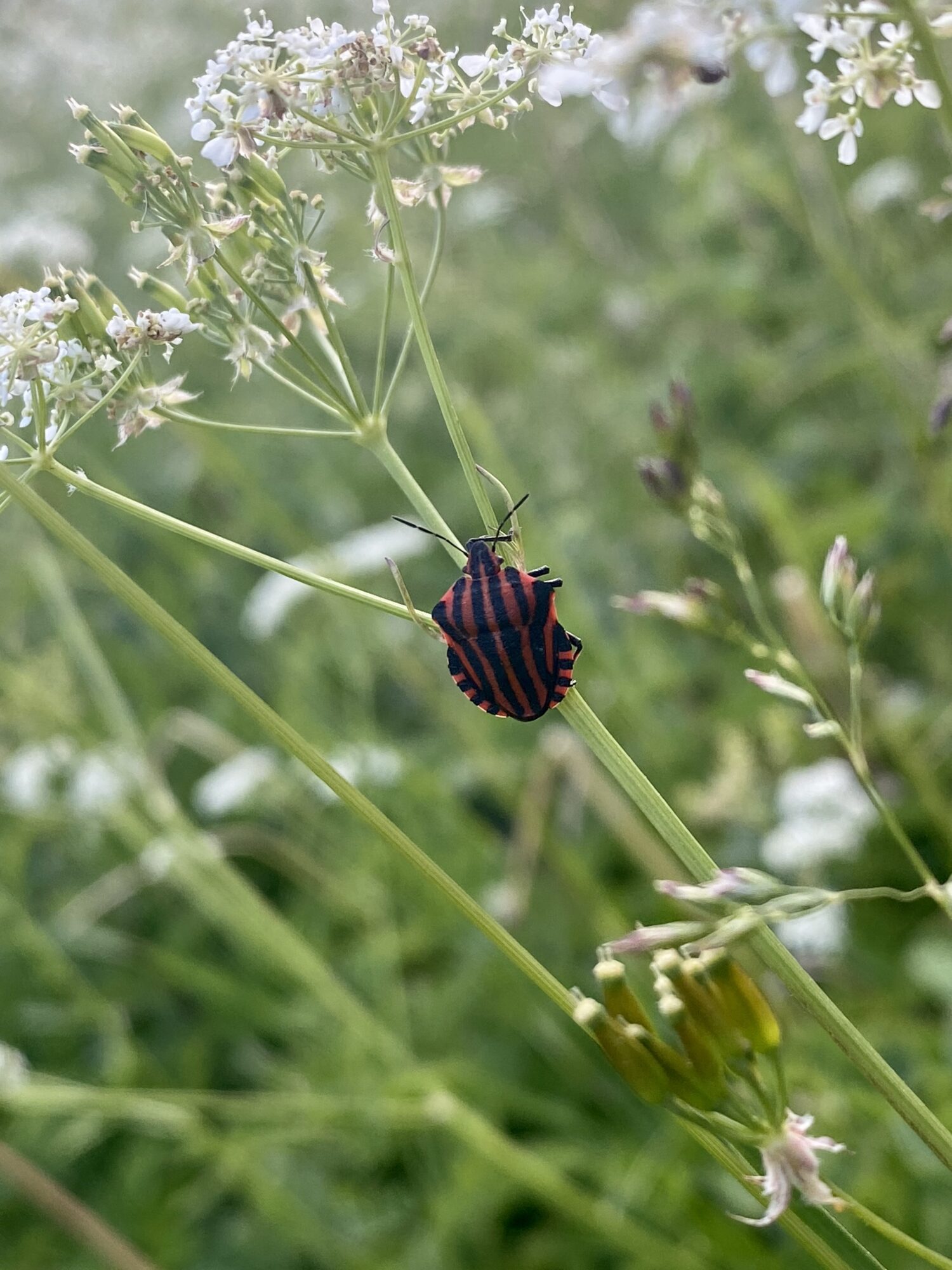 Valokuvaaja: Tiia Haak