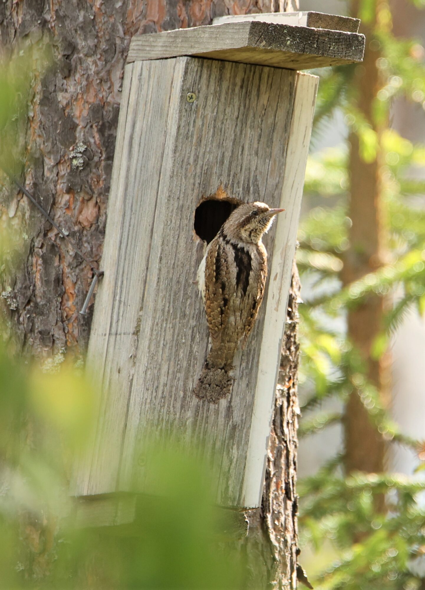 Valokuvaaja: Kaarina Heiskanen