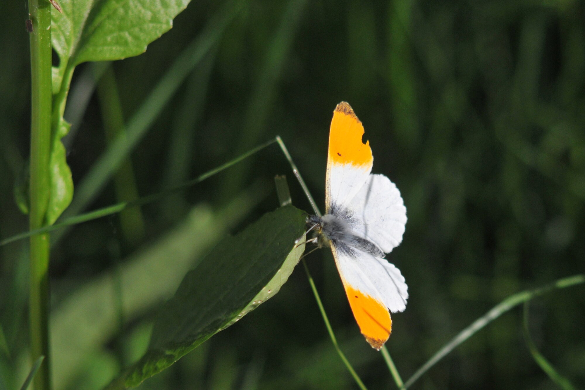 Valokuvaaja: Kaarlo Asikainen