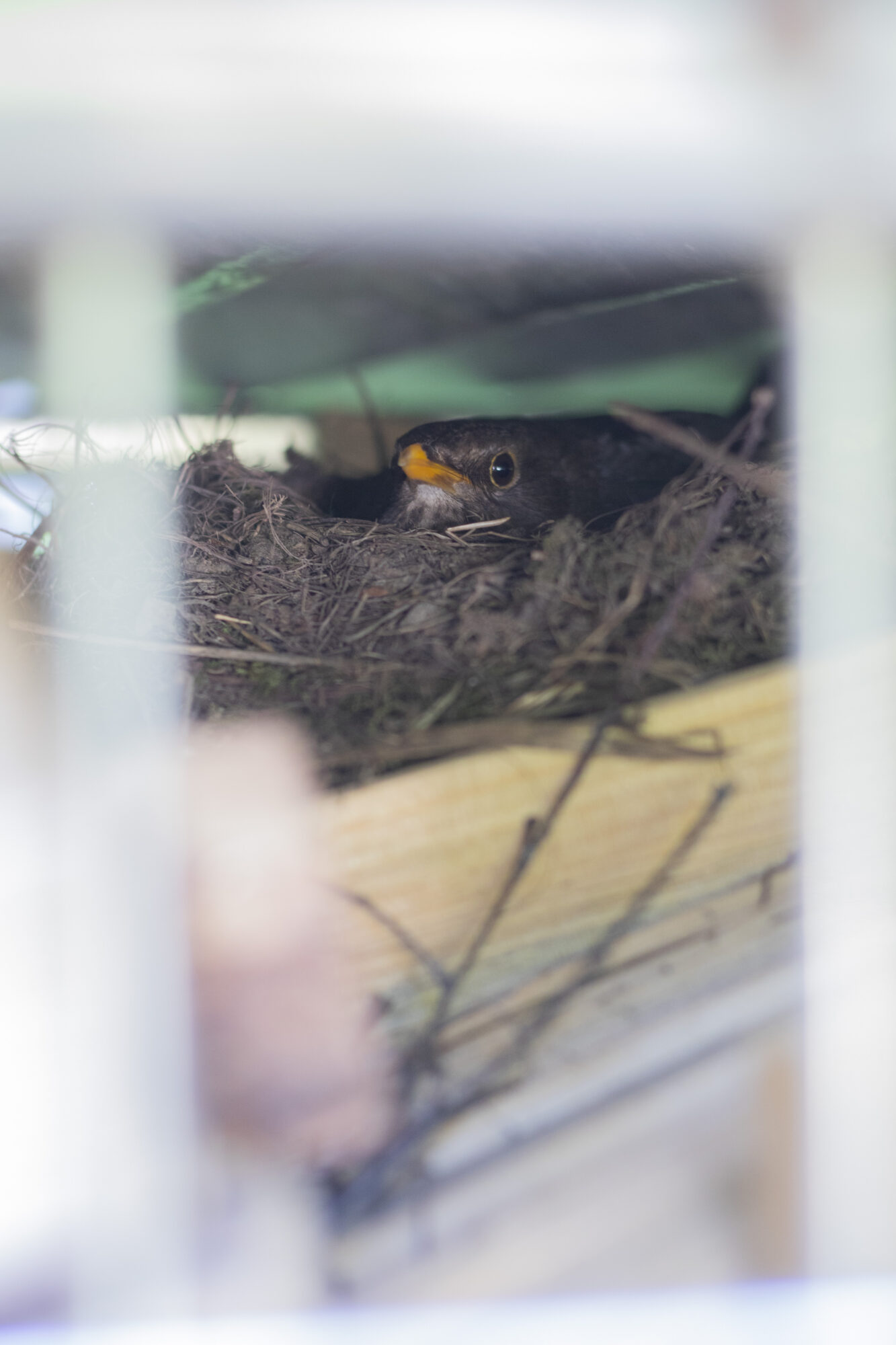 Valokuvaaja: Ida Leino