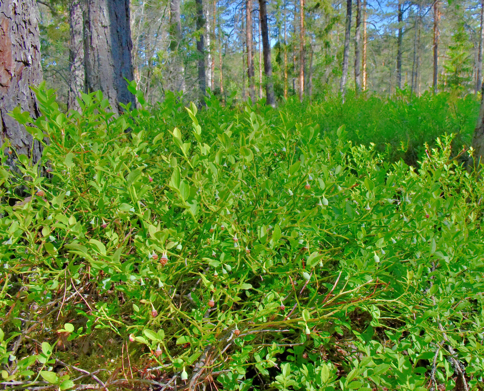 Valokuvaaja: Reijo Juurinen