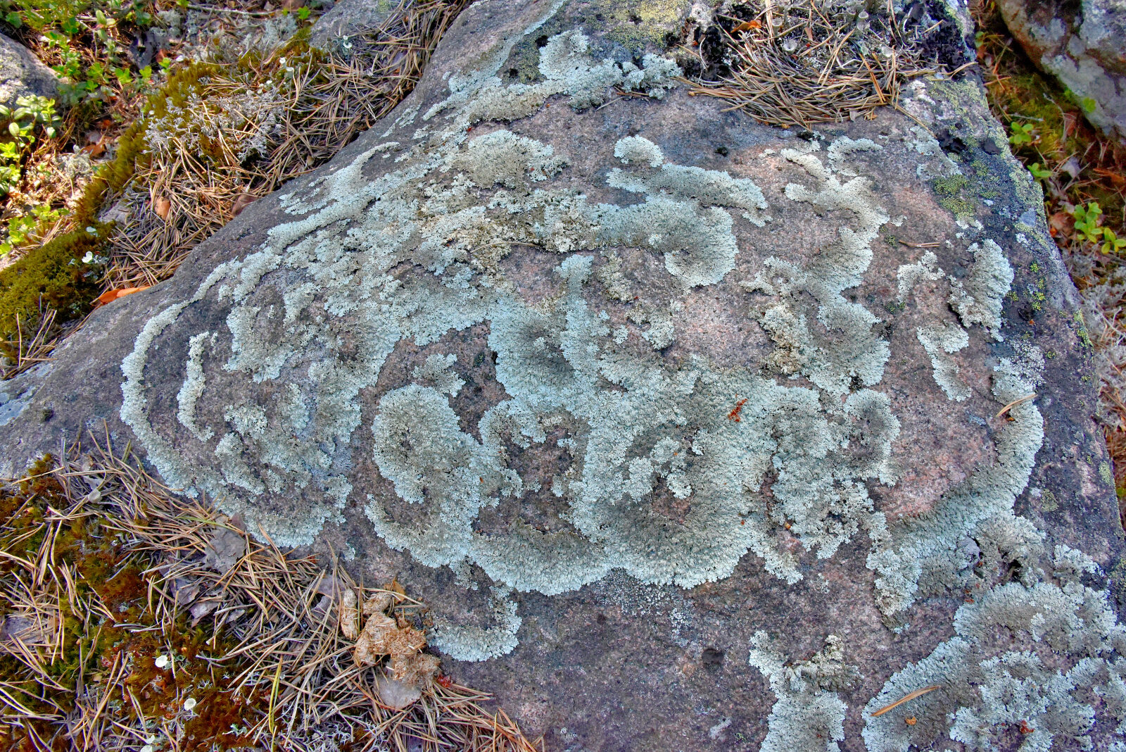 Valokuvaaja: Reijo Juurinen Valokuvaaja: Reijo Juurinen