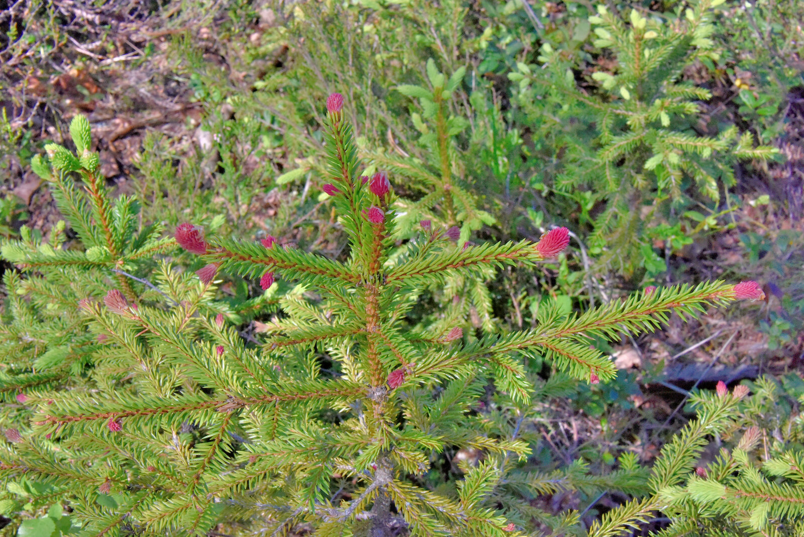 Valokuvaaja: Reijo Juurinen