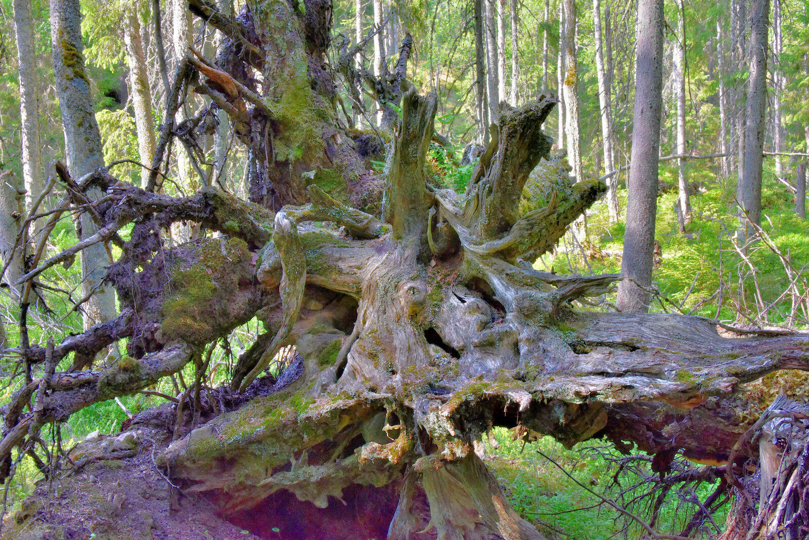 Valokuvaaja: Reijo Juurinen