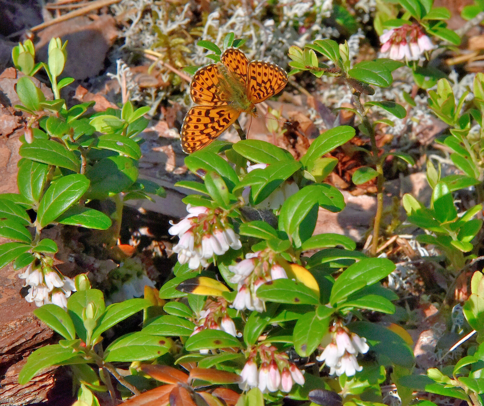 Valokuvaaja: Reijo Juurinen