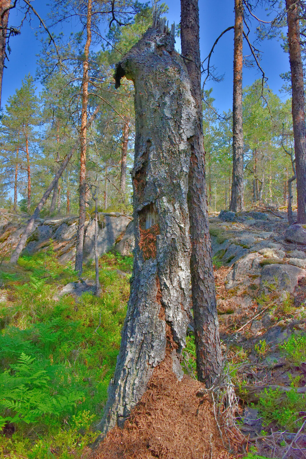 Valokuvaaja: Reijo Juurinen