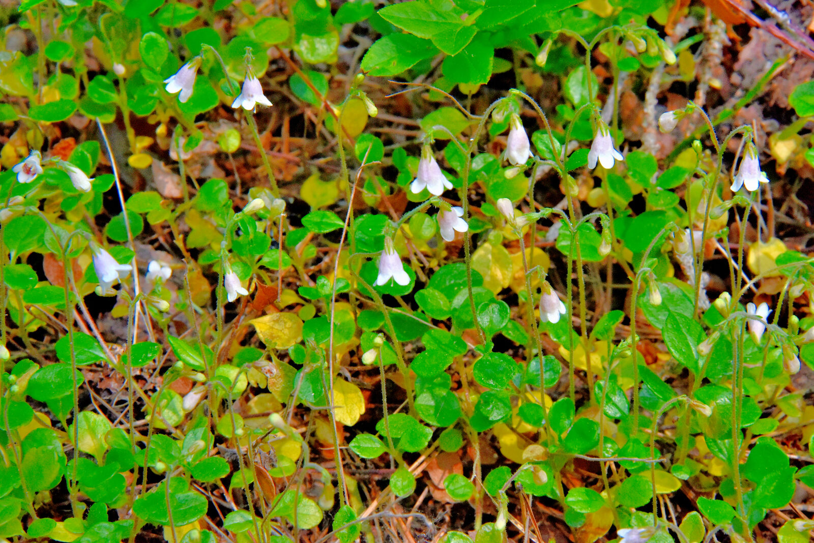 Valokuvaaja: Reijo Juurinen Valokuvaaja: Reijo Juurinen
